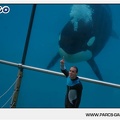 Marineland - Orques - Spectacle - 18h30 - 1154