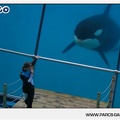 Marineland - Orques - Spectacle - 18h30 - 1155