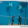 Marineland - Orques - Spectacle - 18h30 - 1156