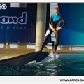 Marineland - Orques - Spectacle - 18h30 - 1160