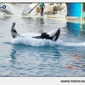 Marineland - Orques - Spectacle - 18h30 - 1164