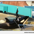 Marineland - Orques - Spectacle - 18h30 - 1179