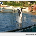 Marineland - Orques - Spectacle - 18h30 - 1185