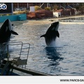 Marineland - Orques - Spectacle - 18h30 - 1186