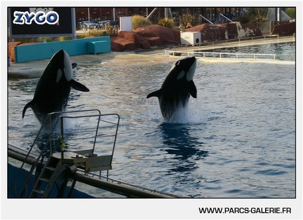 Marineland - Orques - Spectacle - 18h30 - 1186