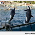 Marineland - Orques - Spectacle - 18h30 - 1187