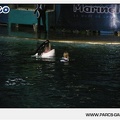 Marineland - Orques - Spectacle imagine - 1202