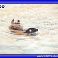 Marineland - phoques - bebe cleo - 2808