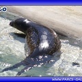 Marineland - phoques - bebe cleo - 2810