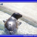 Marineland - phoques - bebe cleo - 2811