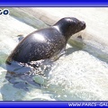 Marineland - phoques - bebe cleo - 2812