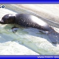 Marineland - phoques - bebe cleo - 2814