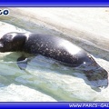 Marineland - phoques - bebe cleo - 2815