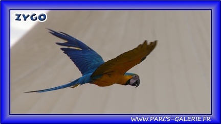 Marineland - Oiseaux - Spectacle - 2473