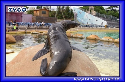 Marineland - Otaries - Otaries du cap - 2526