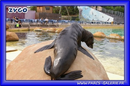 Marineland - Otaries - Otaries du cap - 2527