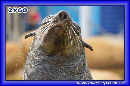 Marineland - Otaries - Otaries du cap - 2530