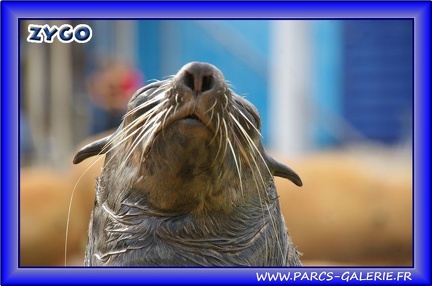 Marineland - Otaries - Otaries du cap - 2531