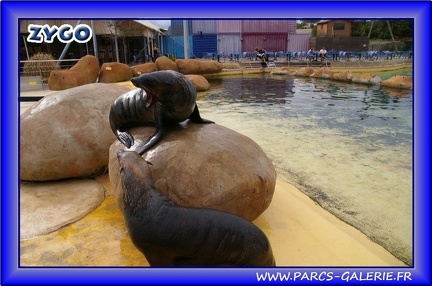 Marineland - Otaries - Otaries du cap - 2532