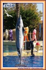 Marineland - Dauphins - Spectacle 14h30 - 1926