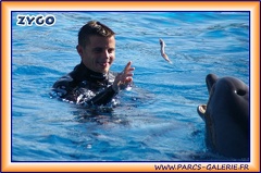 Marineland - Dauphins - Spectacle 14h30 - 1931