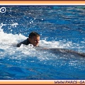 Marineland - Dauphins - Spectacle 14h30 - 1935