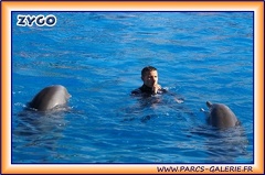 Marineland - Dauphins - Spectacle 14h30 - 1936