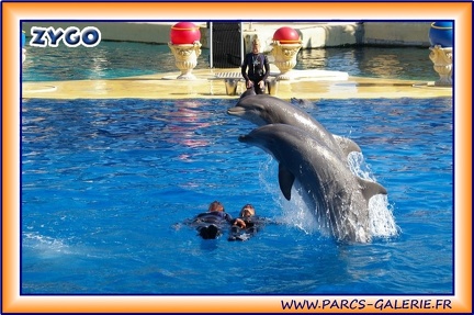 Marineland - Dauphins - Spectacle 14h30 - 1941