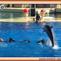 Marineland - Dauphins - Spectacle 14h30 - 1942