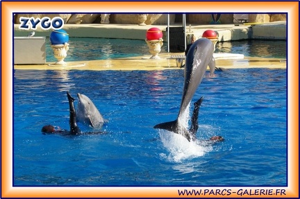 Marineland - Dauphins - Spectacle 14h30 - 1944