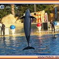Marineland - Dauphins - Spectacle 17h15 - 1952