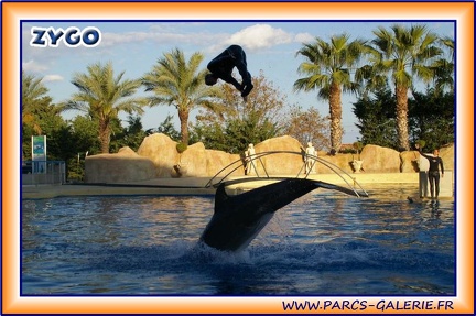 Marineland - Dauphins - Spectacle 17h15 - 1955