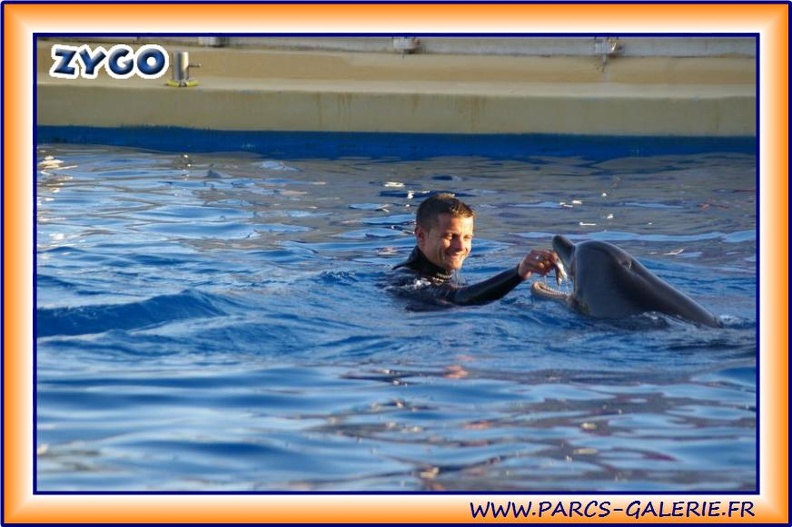 Marineland - Dauphins - Spectacle 17h15 - 1957