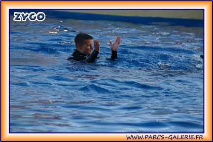 Marineland - Dauphins - Spectacle 17h15 - 1960
