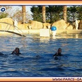 Marineland - Dauphins - Spectacle 17h15 - 1965