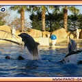 Marineland - Dauphins - Spectacle 17h15 - 1971
