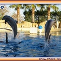Marineland - Dauphins - Spectacle 17h15 - 1972