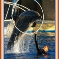 Marineland - Dauphins - Spectacle 17h15 - 1979