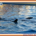 Marineland - Dauphins - Spectacle 17h15 - 1980