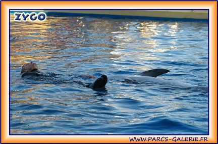 Marineland - Dauphins - Spectacle 17h15 - 1980
