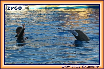Marineland - Dauphins - Spectacle 17h15 - 1982