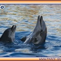 Marineland - Dauphins - Spectacle 17h15 - 1988