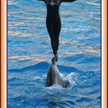 Marineland - Dauphins - Spectacle 17h15 - 1994