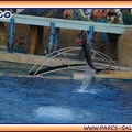 Marineland - Dauphins - Spectacle - It is Halloween - 1750