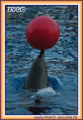 Marineland - Dauphins - Spectacle - It is Halloween - 1771