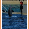 Marineland - Dauphins - Spectacle - It is Halloween - 1774