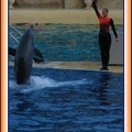 Marineland - Dauphins - Spectacle - It is Halloween - 1775