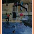 Marineland - Dauphins - Spectacle - It is Halloween - 1776
