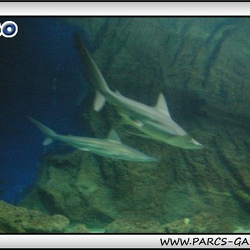 Marineland - Requins