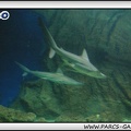 Marineland - Requins - 1703